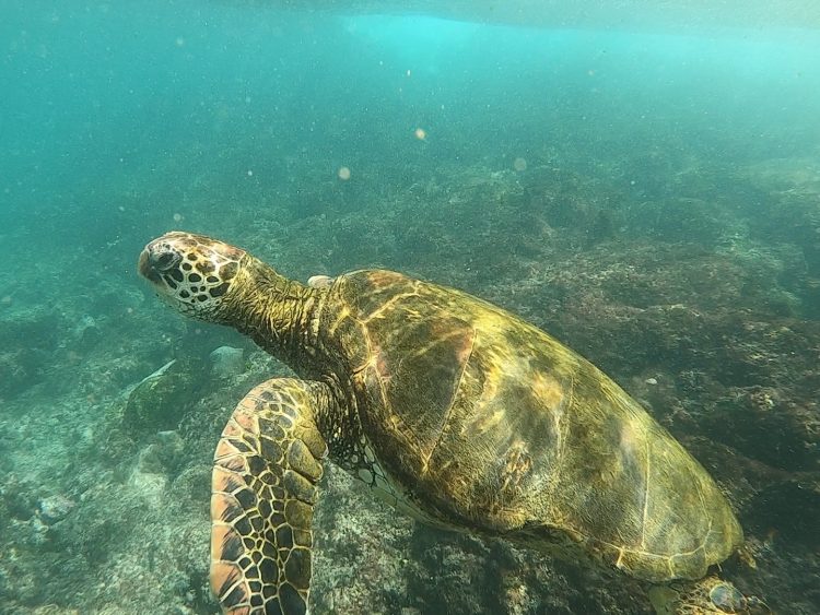 snorkeling with sea turtle