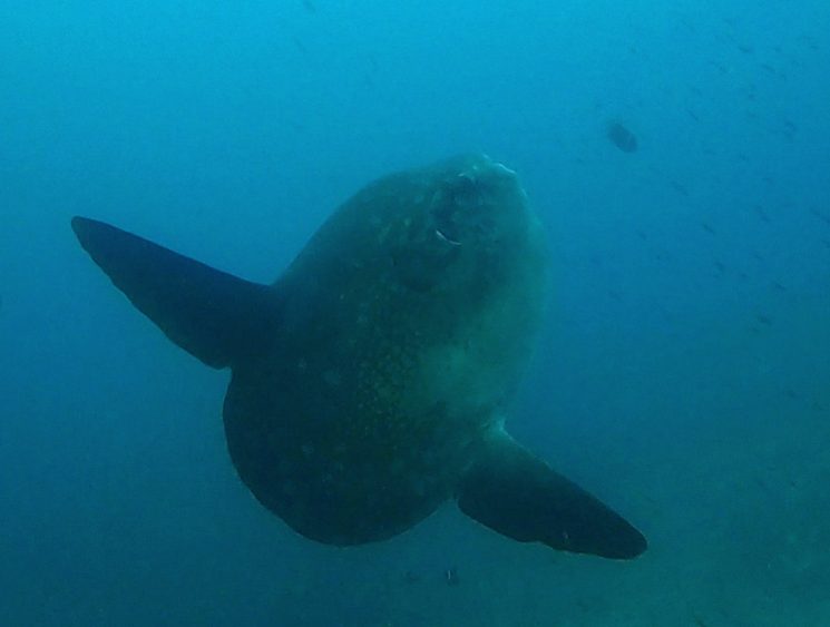 sunfish