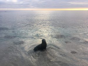 sunset sealion