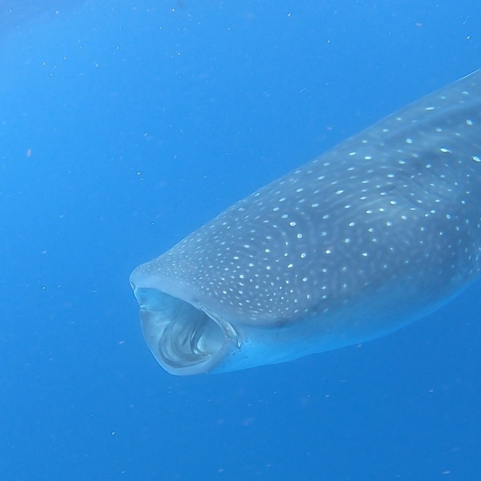 Whale Shark eating