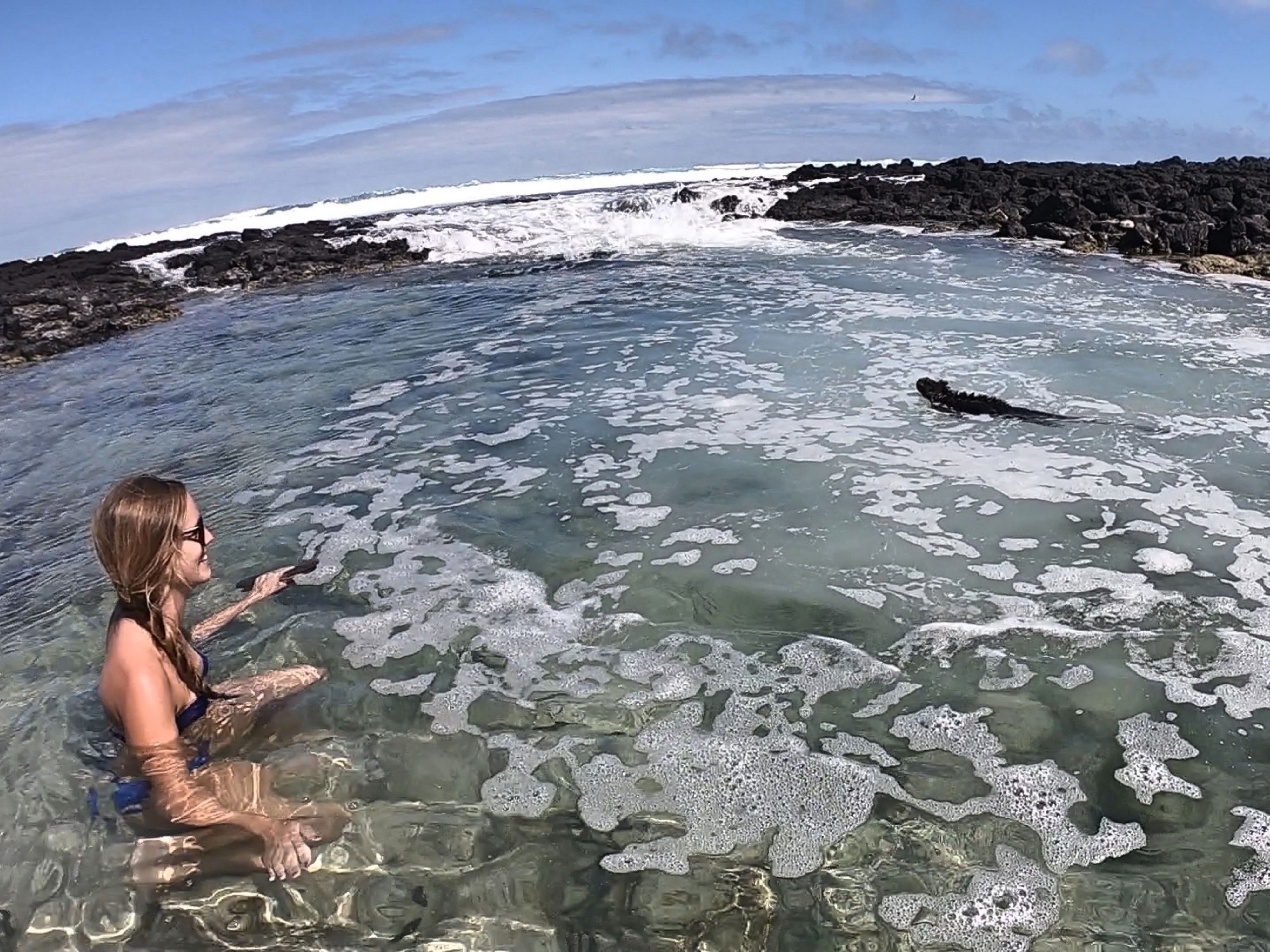 swimming lizards in galapagos_