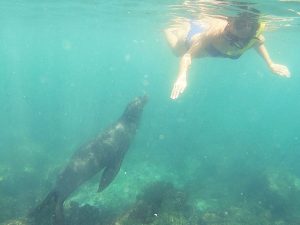 swimming with sea lions