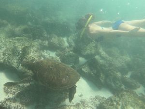 swimming with sea turtles galapagos