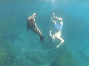 swimming with sealios galapagos