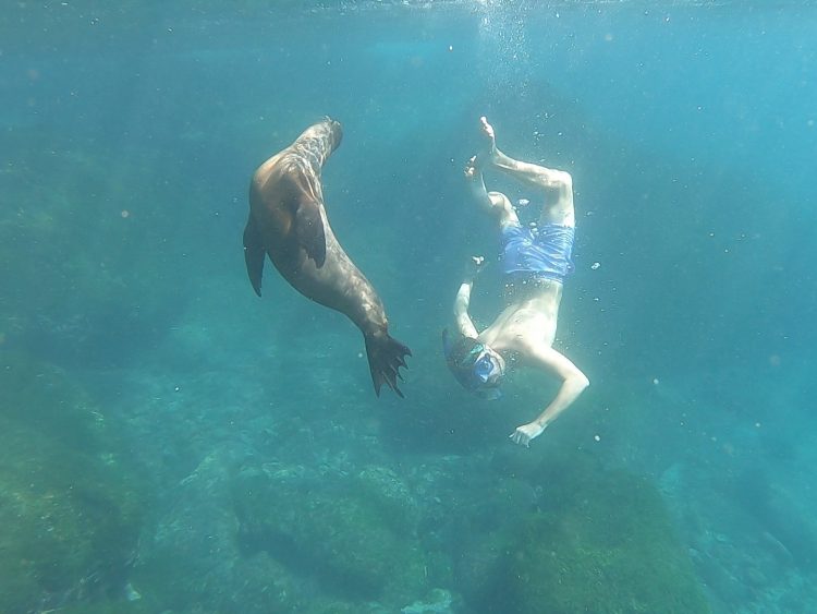 swimming with sealios galapagos