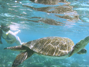 swimming with turtles in galapagos_