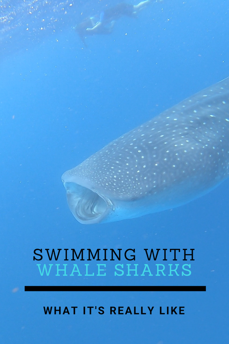 swimming with whale sharks