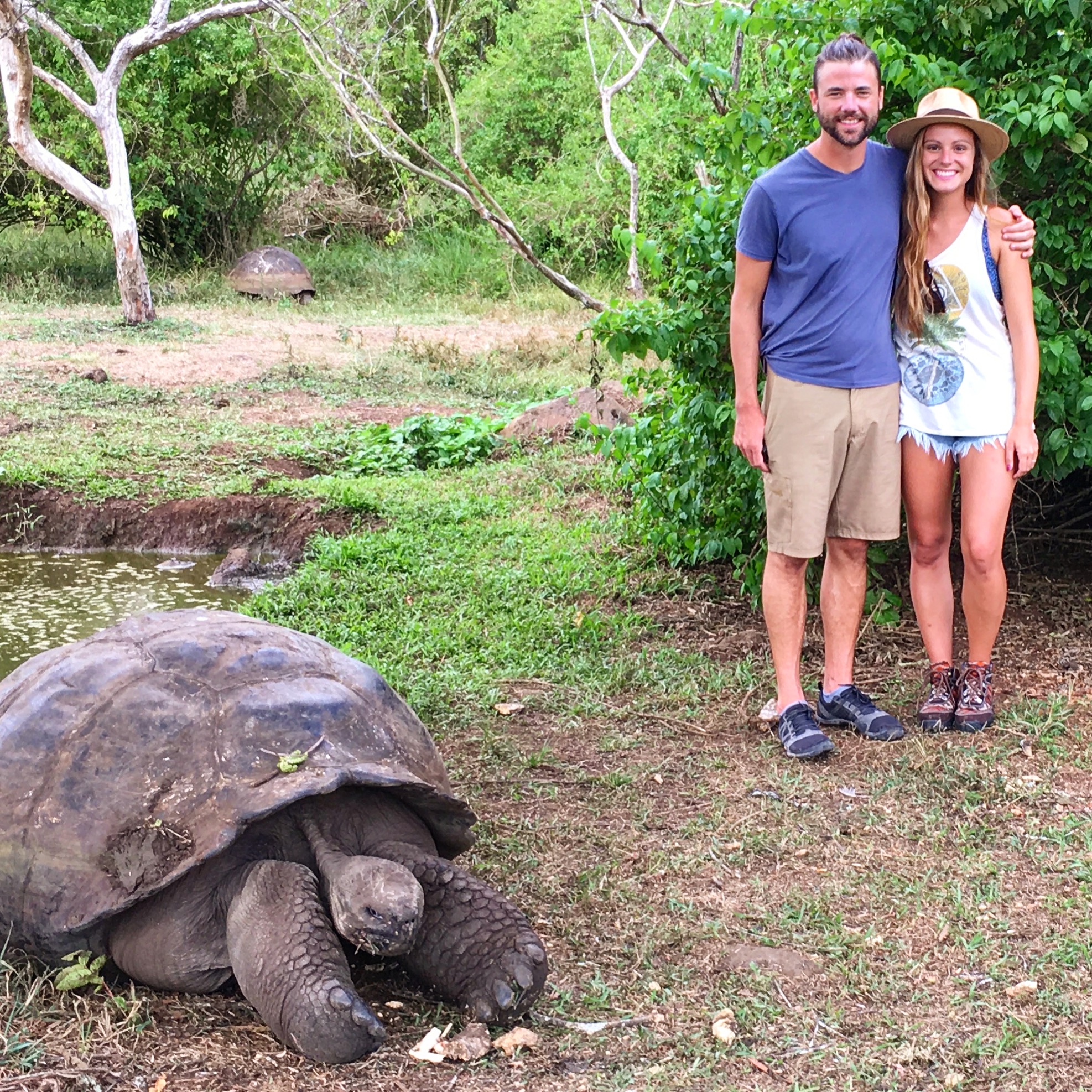 tortises galapagos