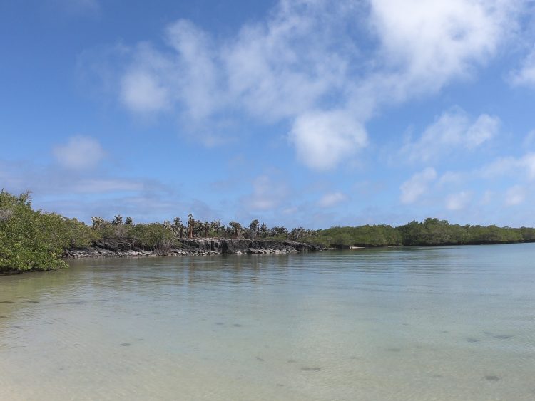 tortuga bay in galapagos