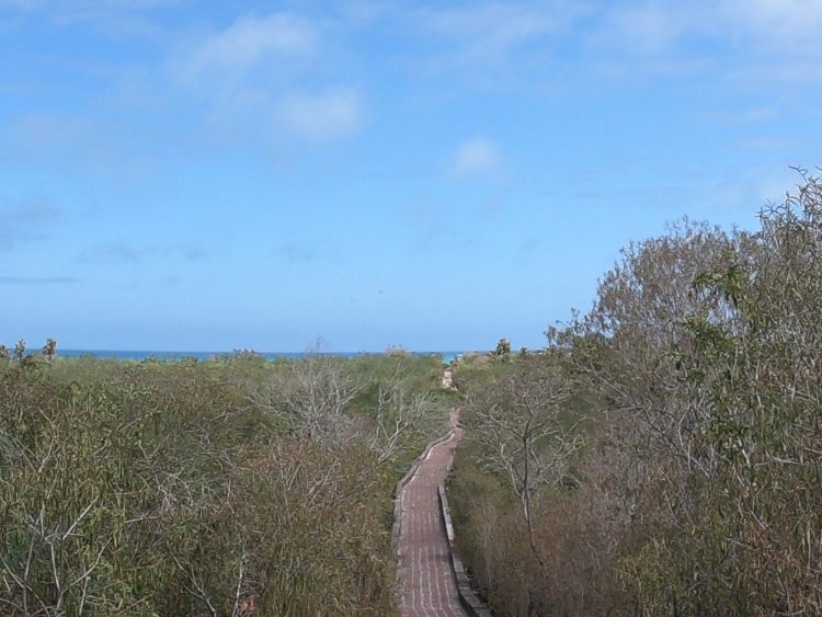 tortuga bay trail galapagos