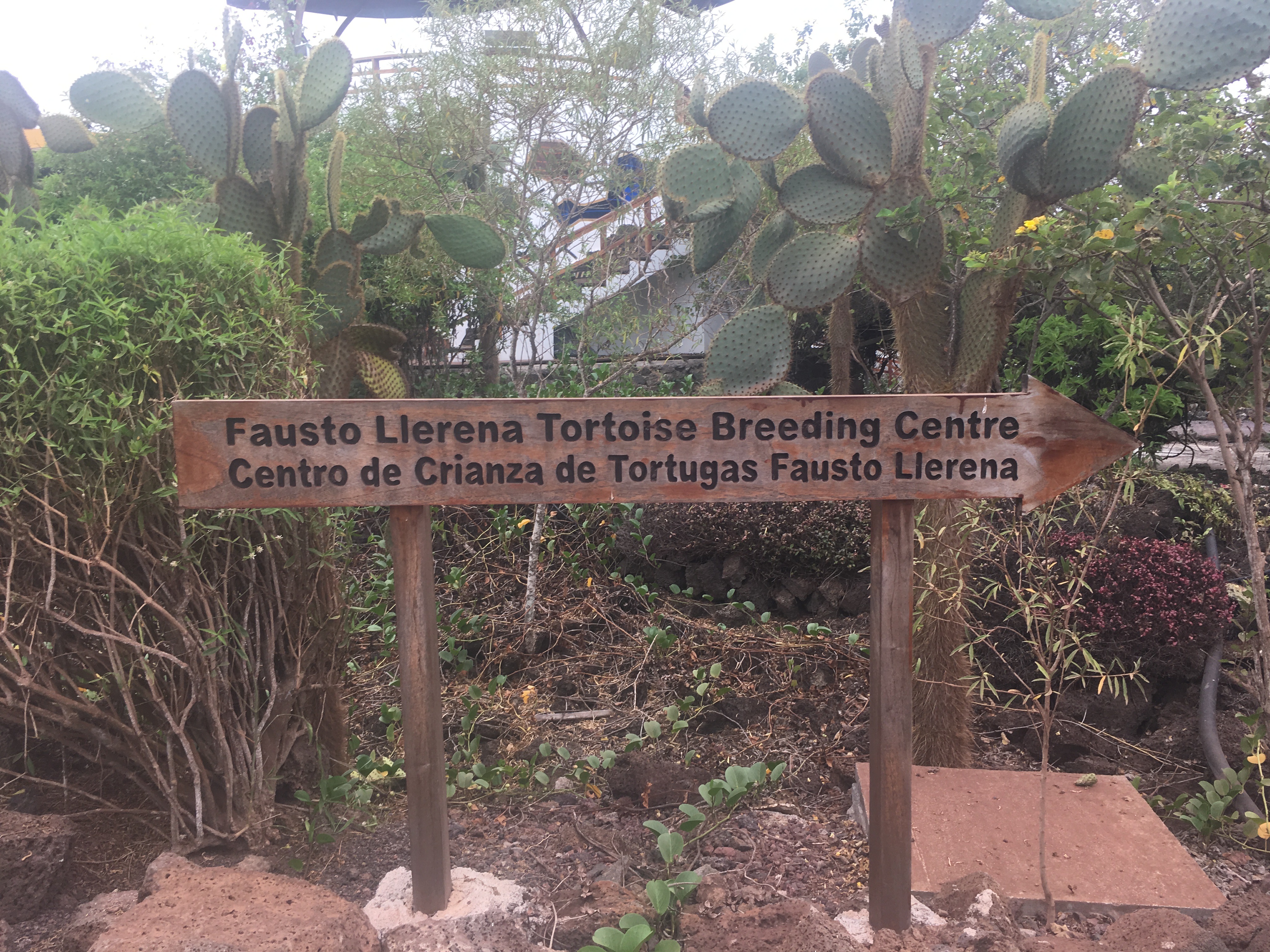 tortuga breeding center