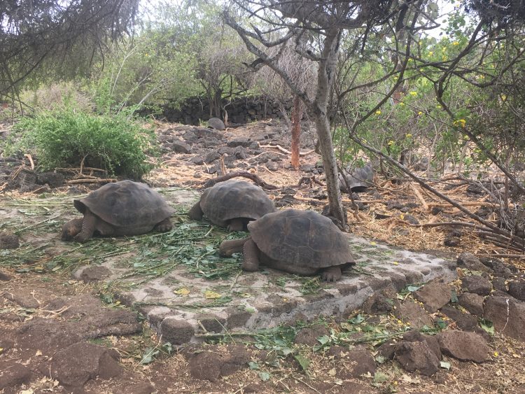 turtles galapagos