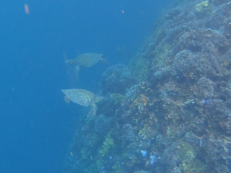 turtles in kicker rock_