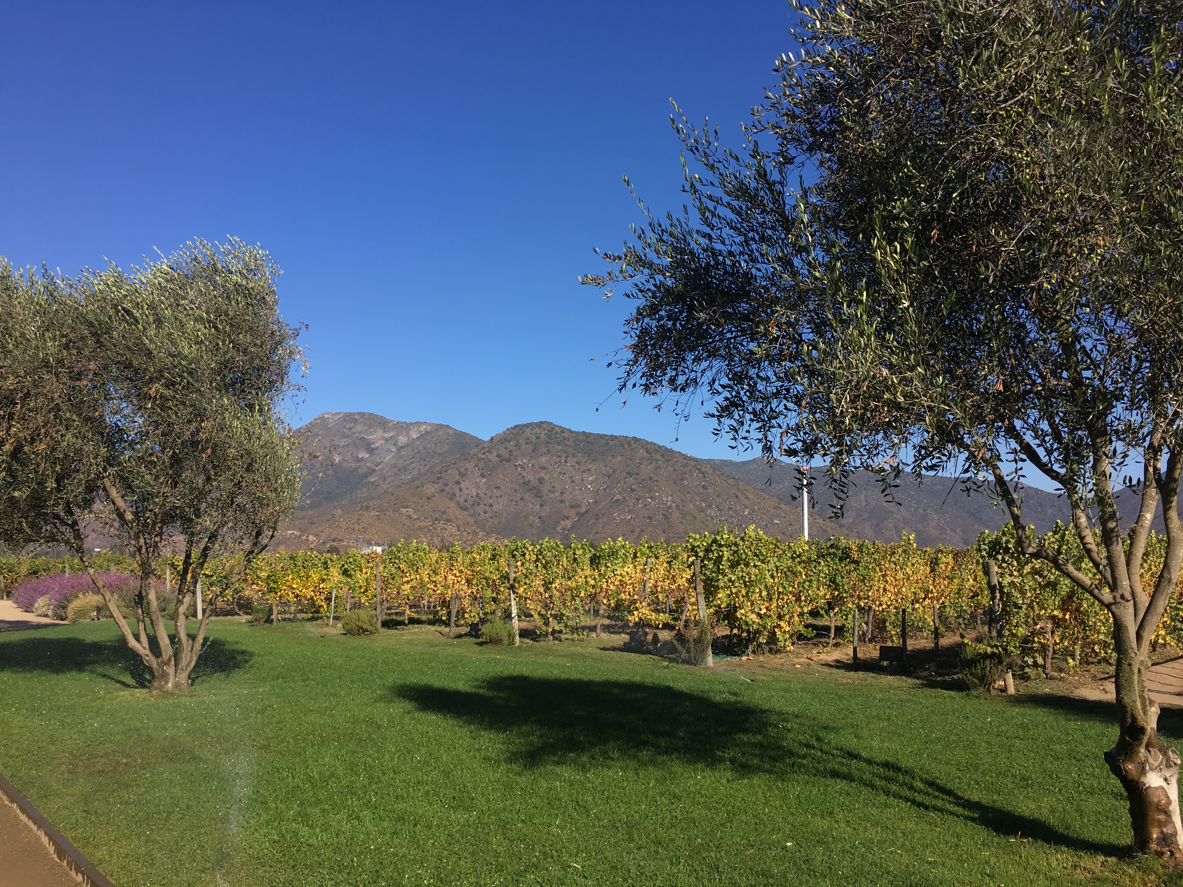 vineyard in casablaca chile