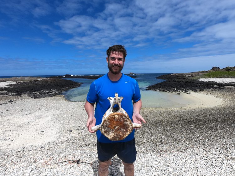 whale bone galapagos