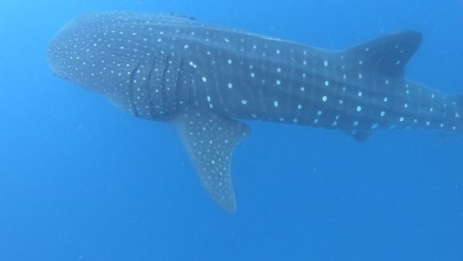 whale shark fish