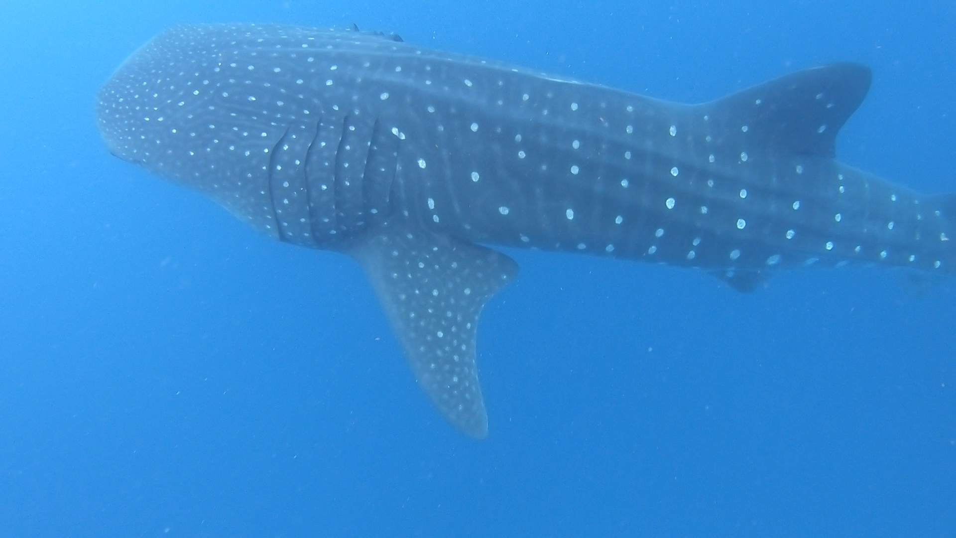 Giant whale shark