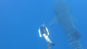 Swimming with a whale shark in Mecxico