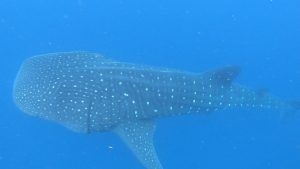 whale shark mexico