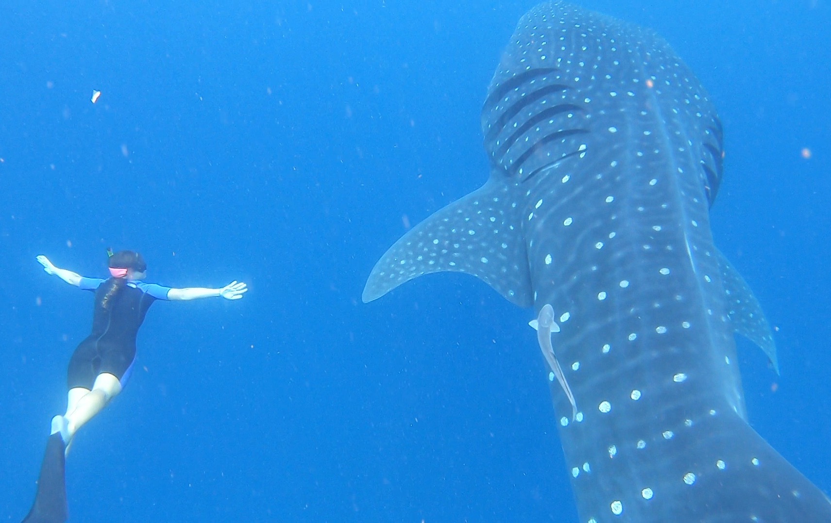 swimming with whale sharks in Isla Mujeres