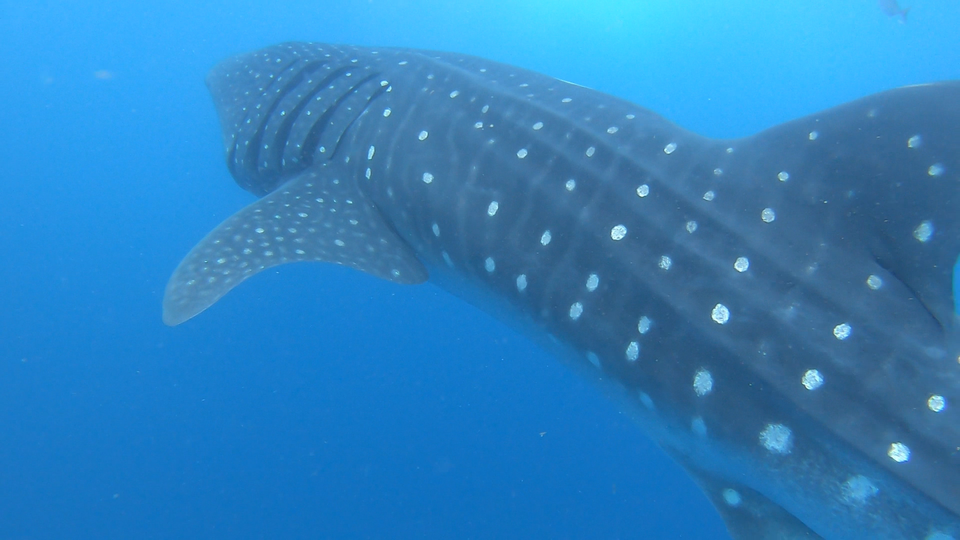 whale shark Isla Mujeres Mexico