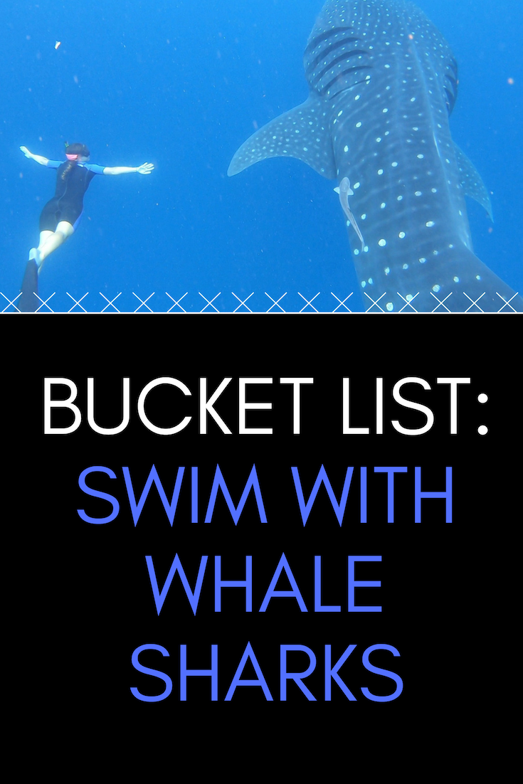 whale sharks bucket list