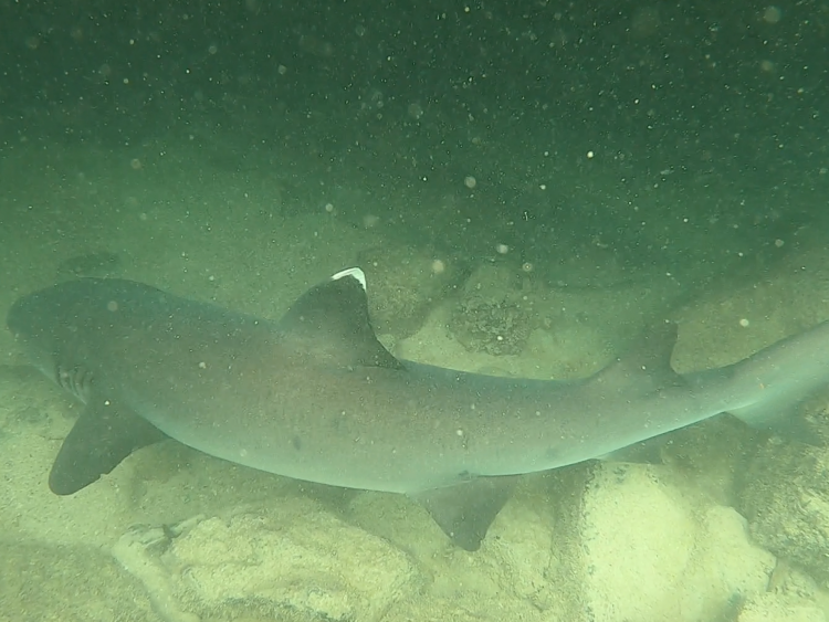 white tip shark_