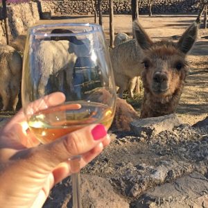 wine and llamas