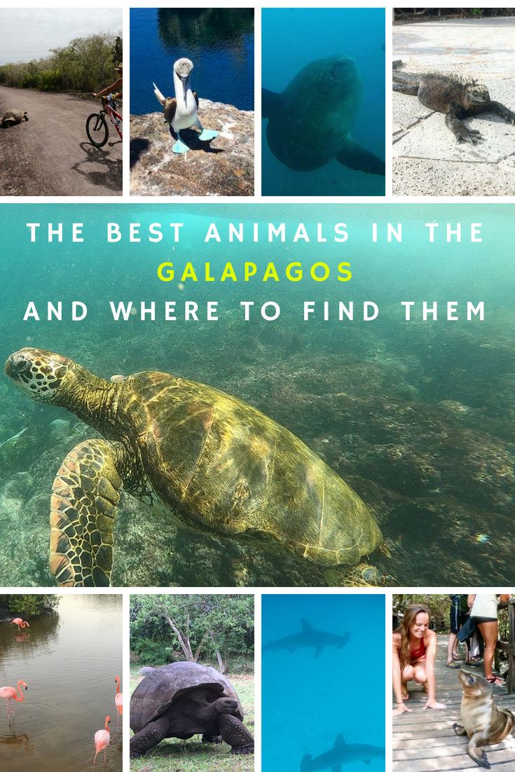 The best animals in the Galapagos