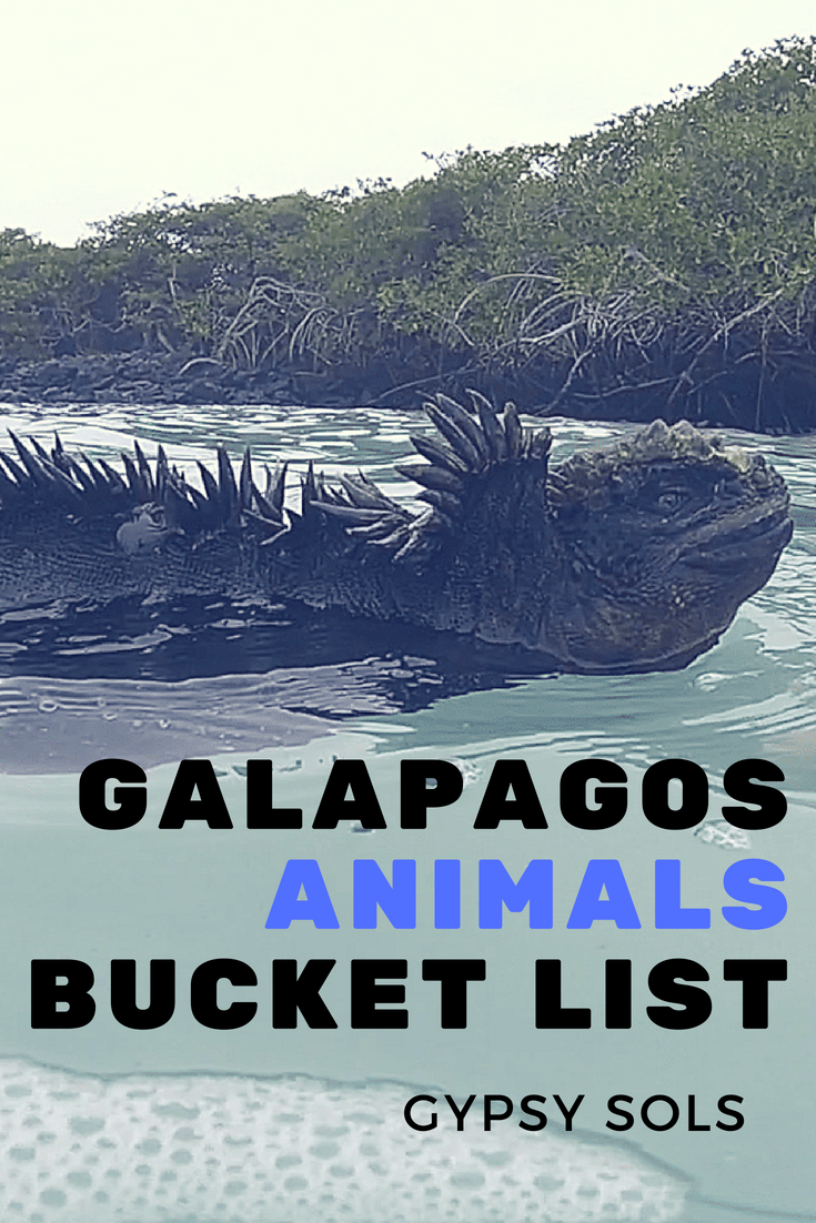 animals Galapagos