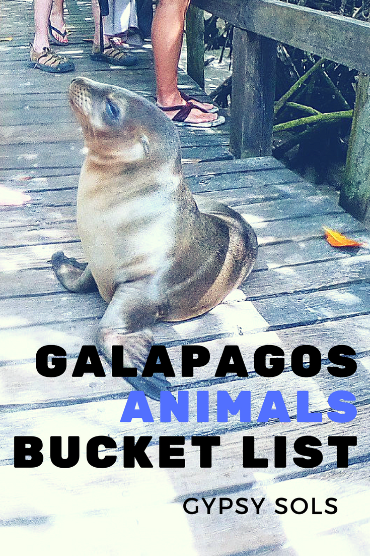 Cute seal Galapagos