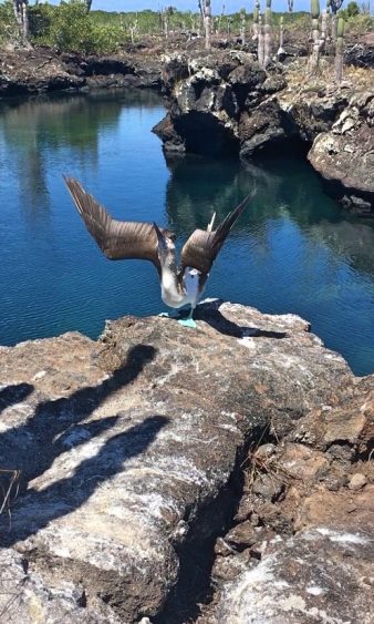 galapagos blue boobie