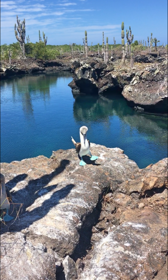 galapagos blue boobie