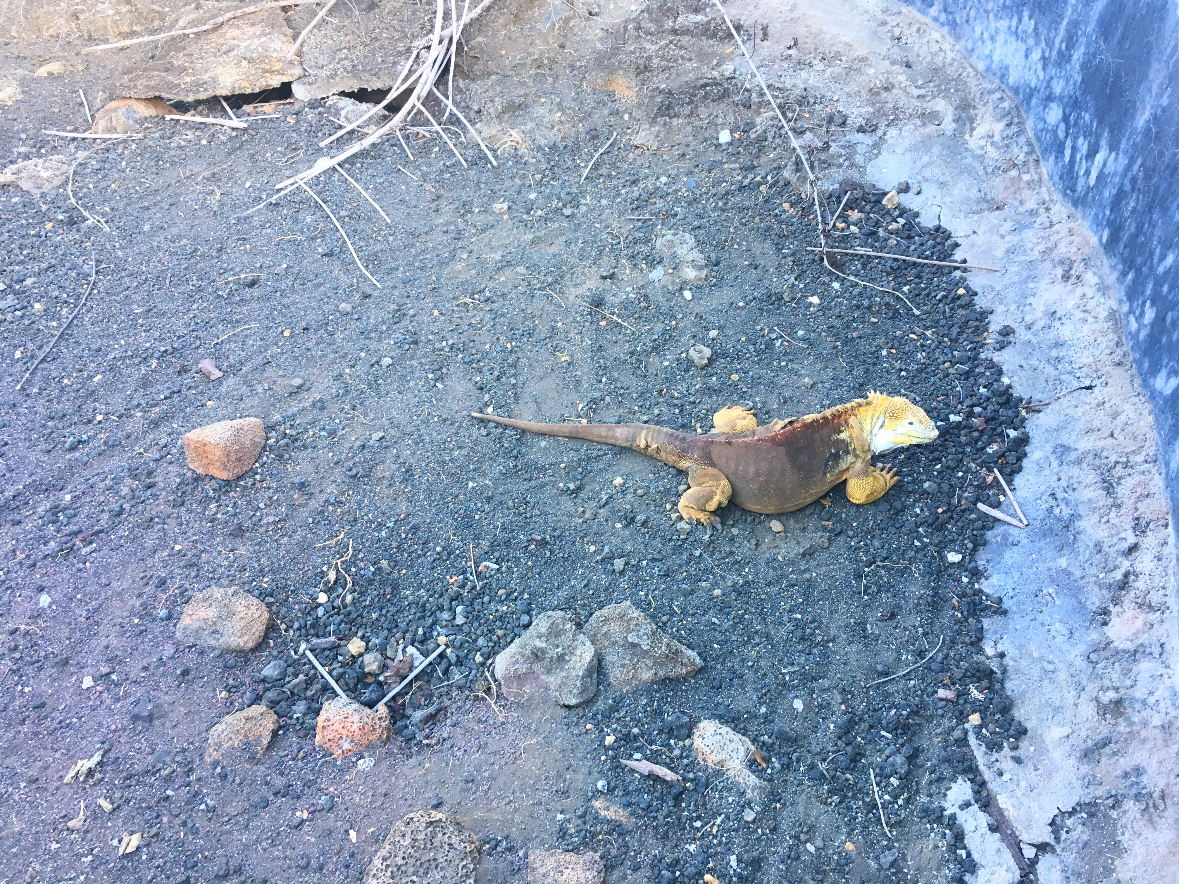 galapagos land iguana_