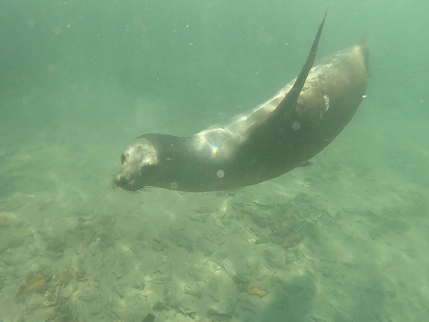 galapagos sea lion