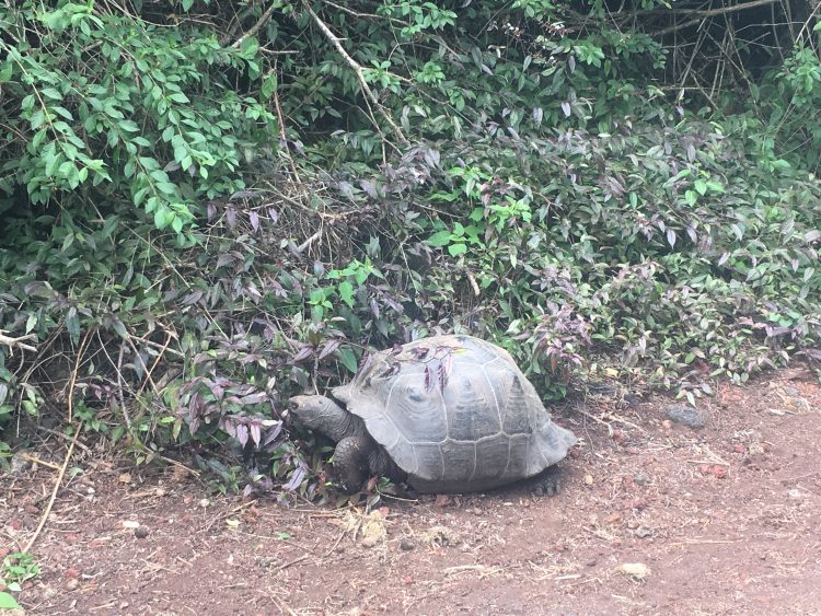 galapagos turtle