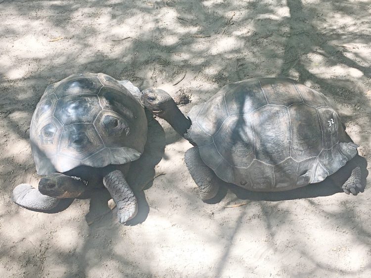 isabela turtles