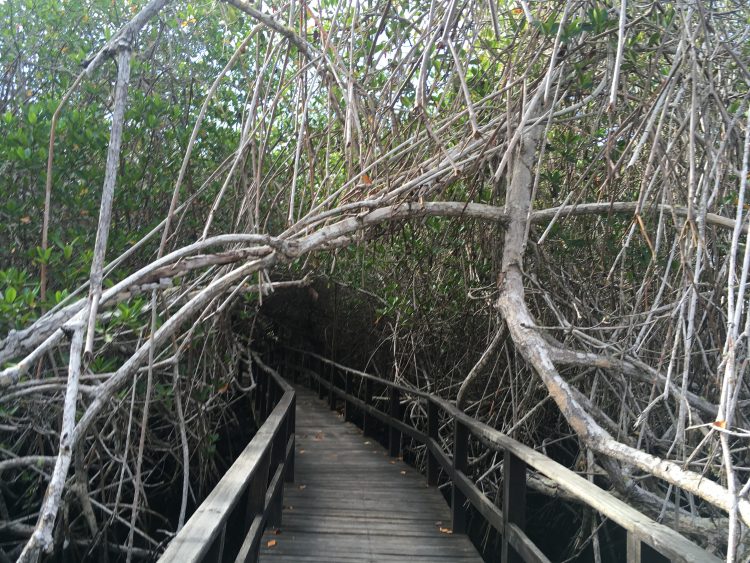 mangrove in isabela