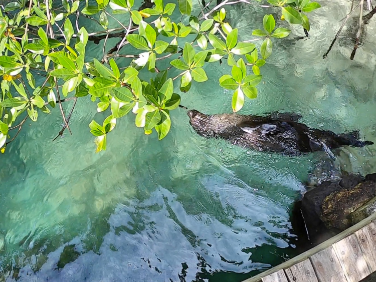 mangrove sea lion