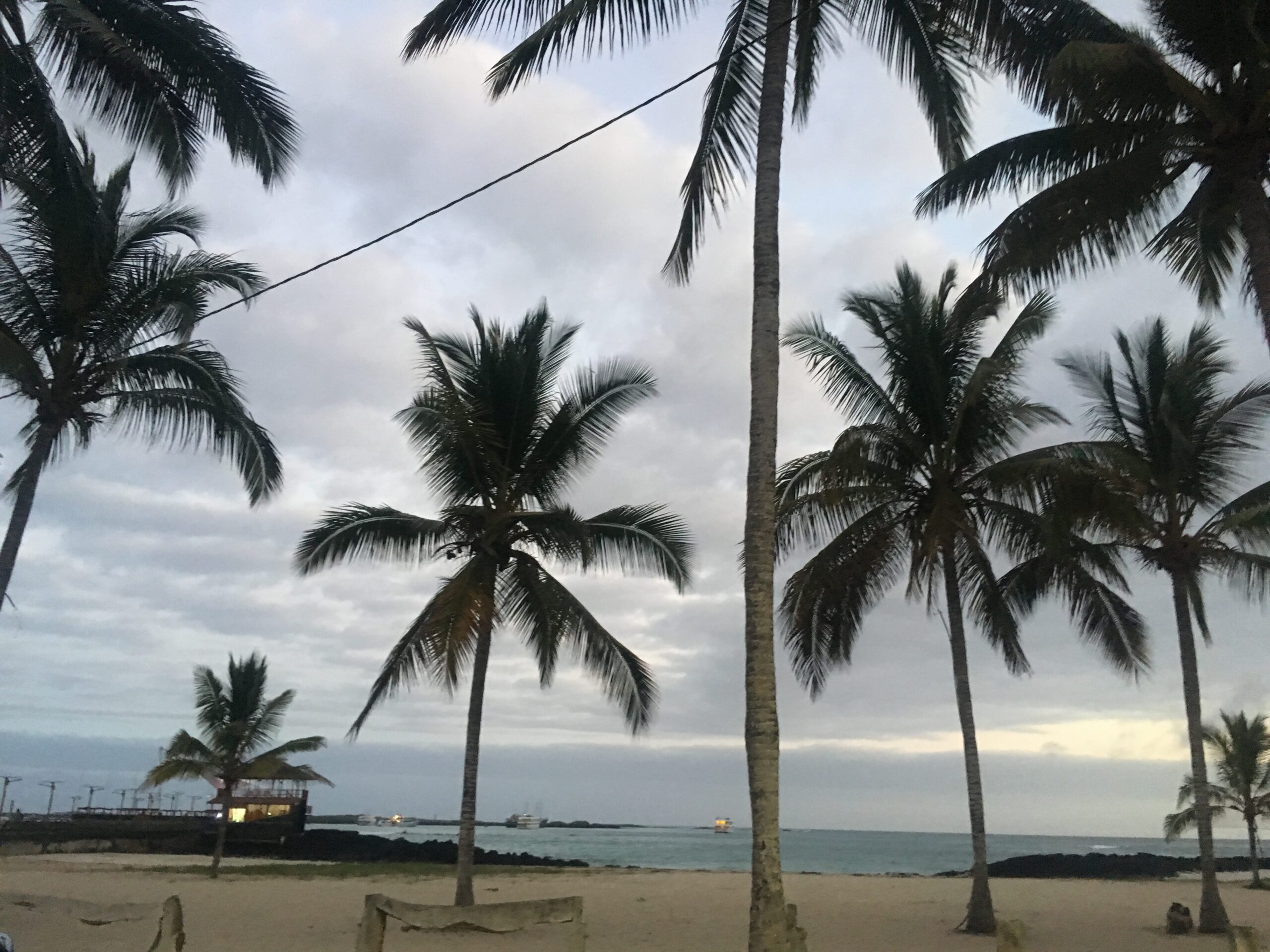 palm trees isabela