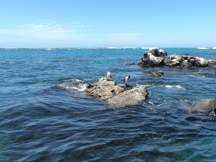 galapagos penguins