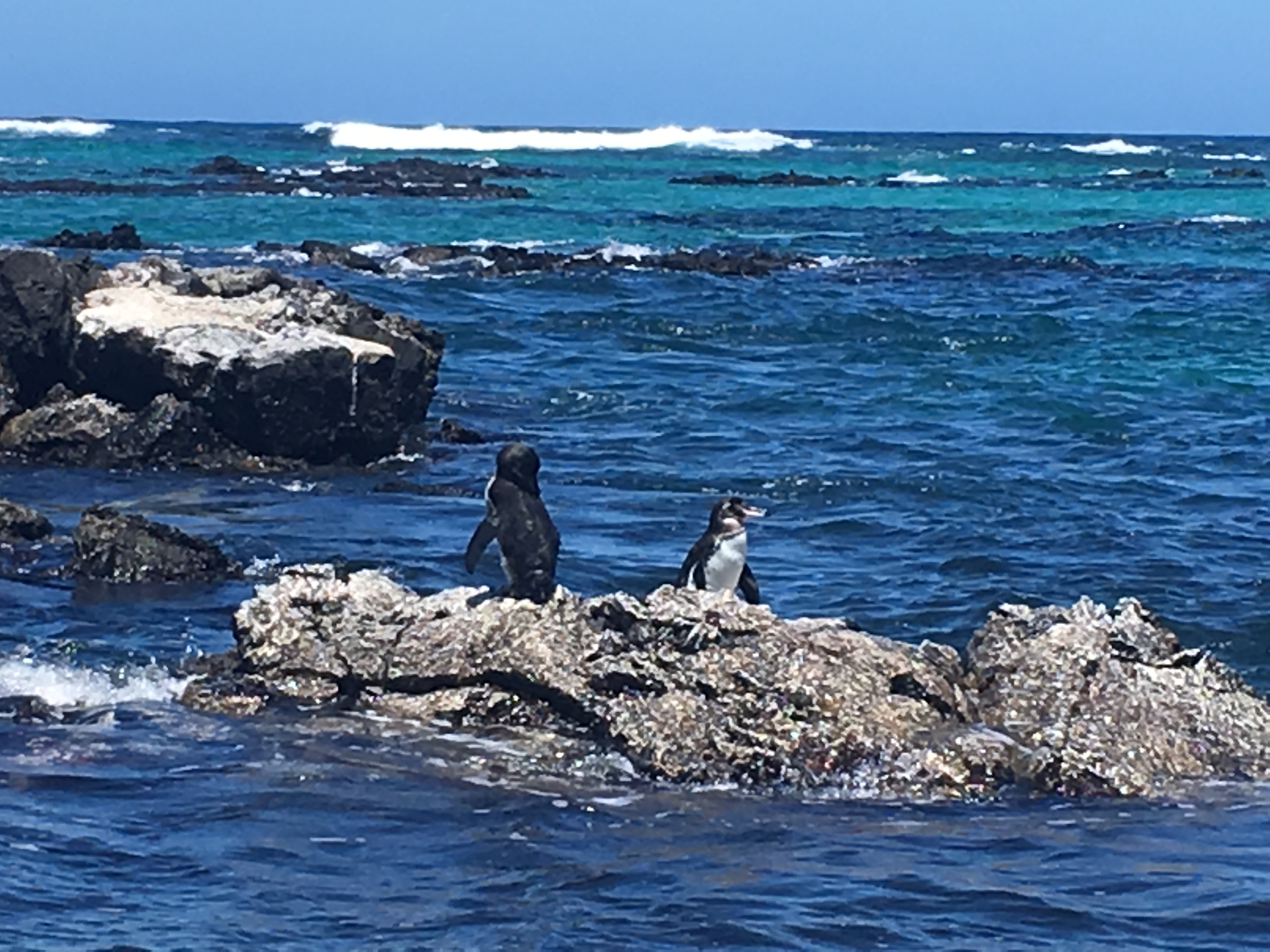 pinguinos