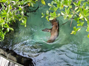 sea lion in mangrove