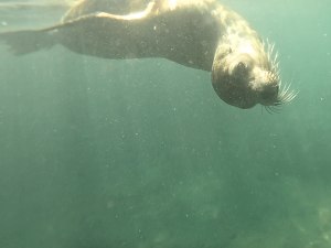 sea lion swim