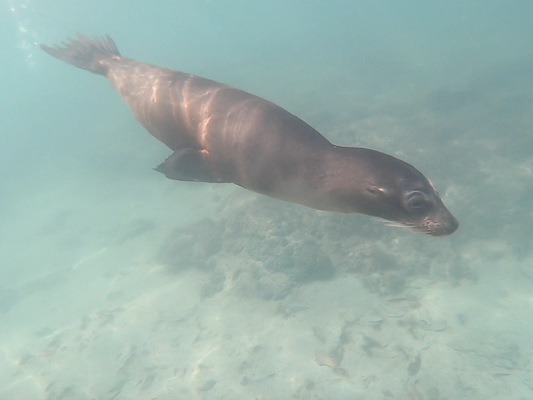 sea lion swimming