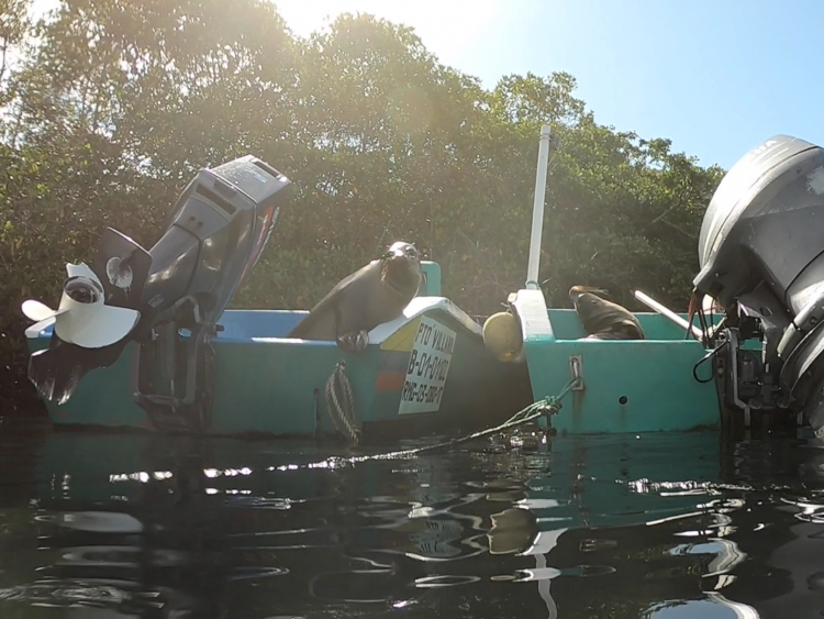 sea lions on boat