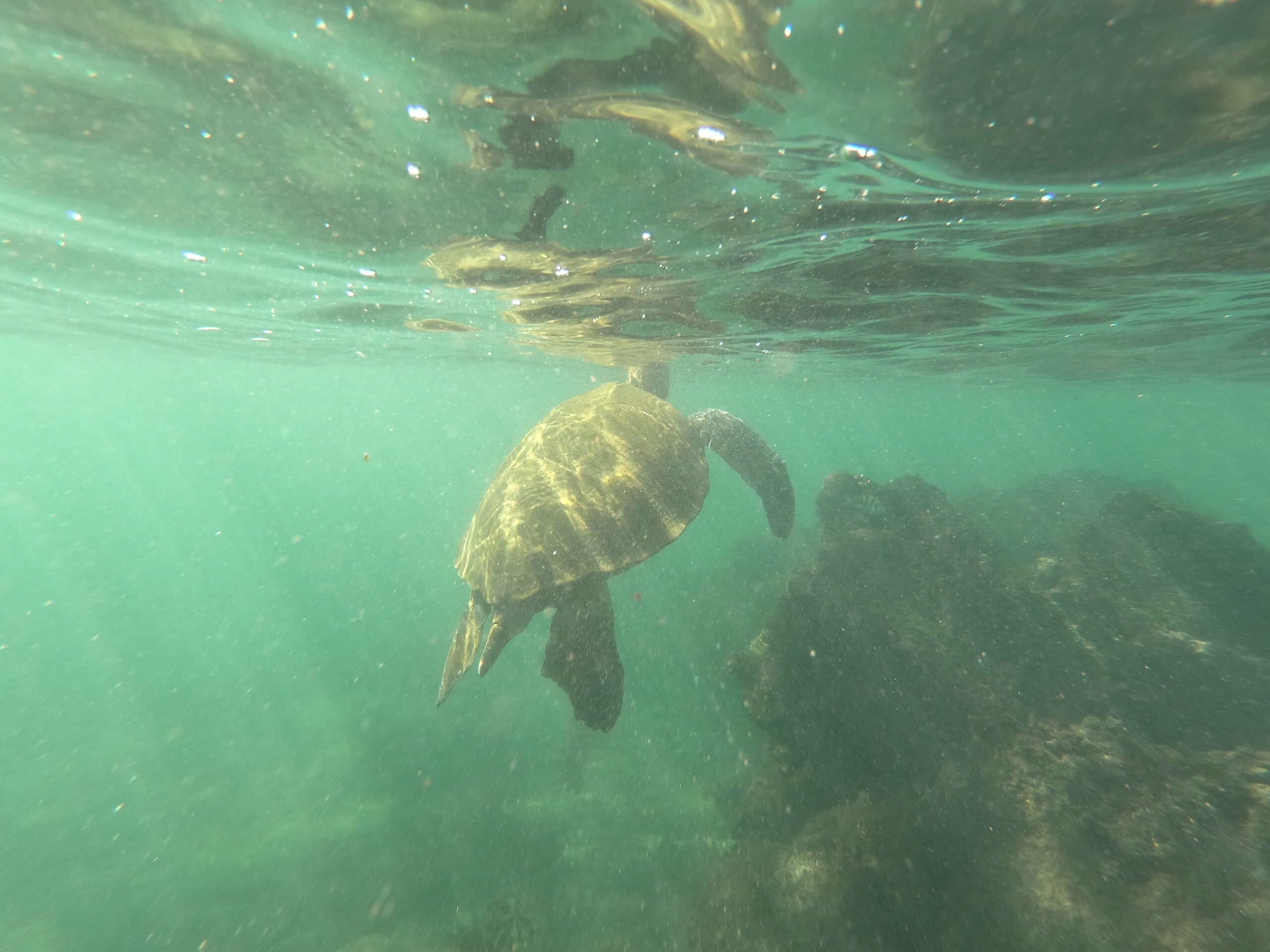 sea turtle