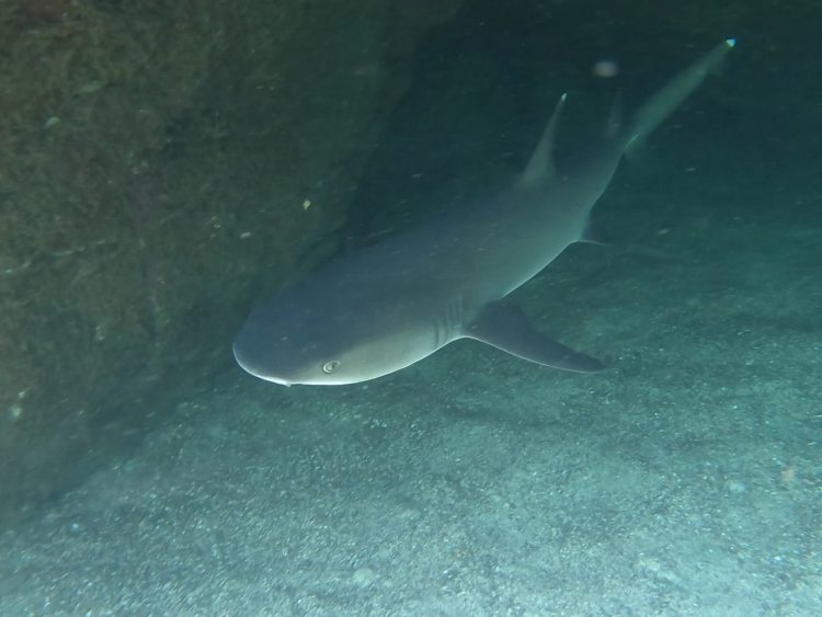 shark in galapagos