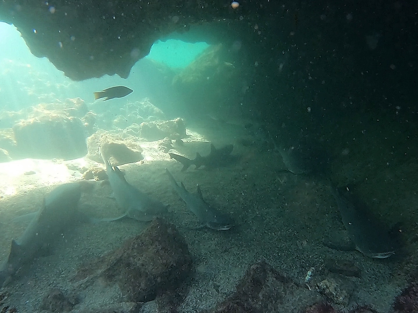 sharks in galapagos