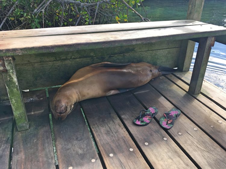 sleepy sea lion